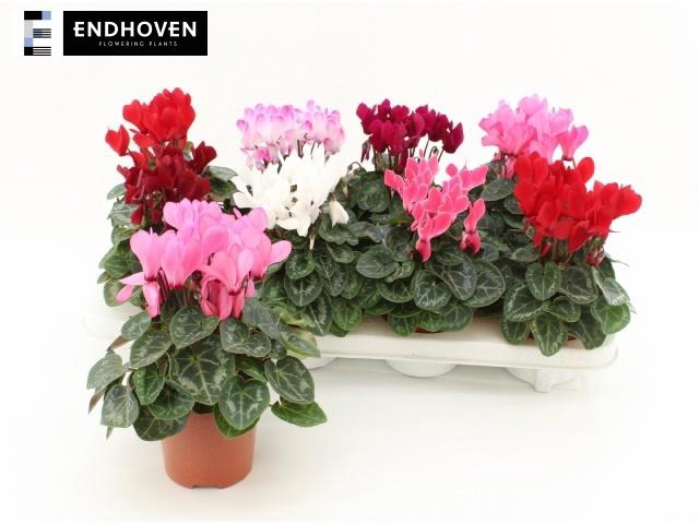 <h4>CYCL KL SUP WINTER</h4>