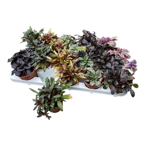 AJUGA REPT