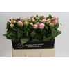 Paeonia Angel Cheeks