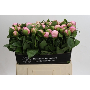 Paeonia Angel Cheeks