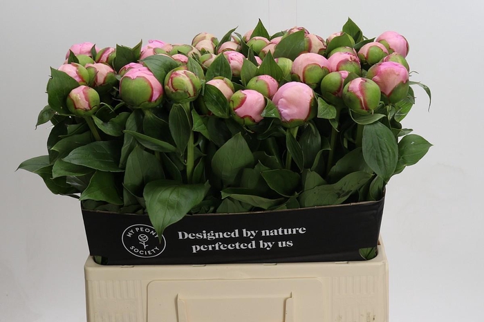 <h4>Paeonia Angel Cheeks</h4>