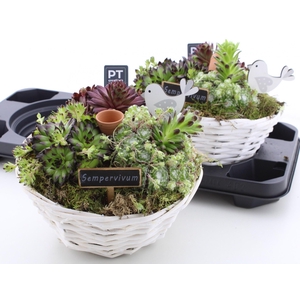 ARR SEMPERVIVUM