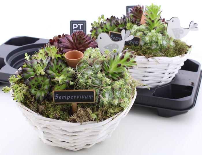 <h4>ARR SEMPERVIVUM</h4>