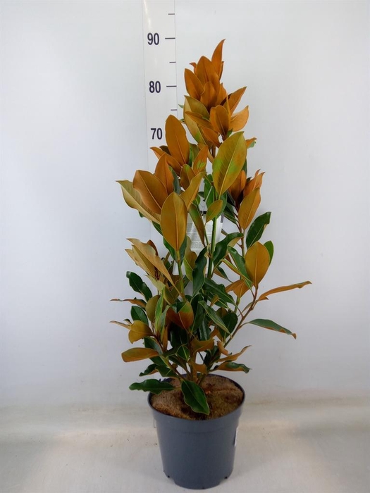 <h4>Magnolia grandiflora</h4>