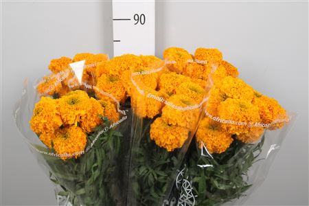 <h4>Tagetes Promise L Orange</h4>