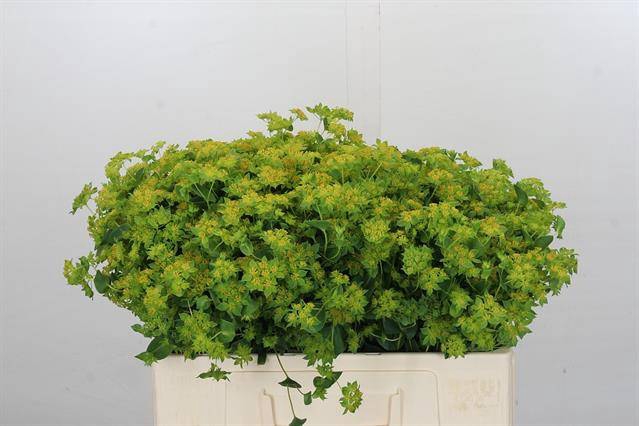 <h4>BUPLEURUM ROTUNDIFOL</h4>