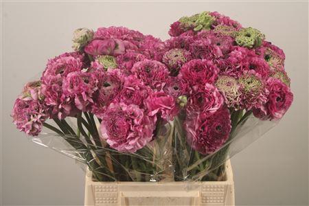 <h4>Ran Pon-pon Magic</h4>