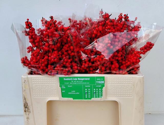 <h4>ILEX VE RODE BES</h4>