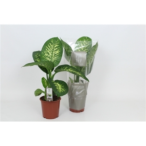 Purify Dieffenbachia Tropic Snow 17 cm