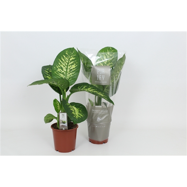 <h4>Purify Dieffenbachia Tropic Snow 17 cm</h4>