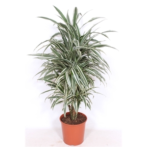 Dracaena White Stripe