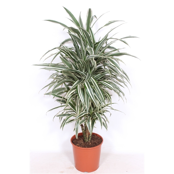 <h4>Dracaena White Stripe</h4>