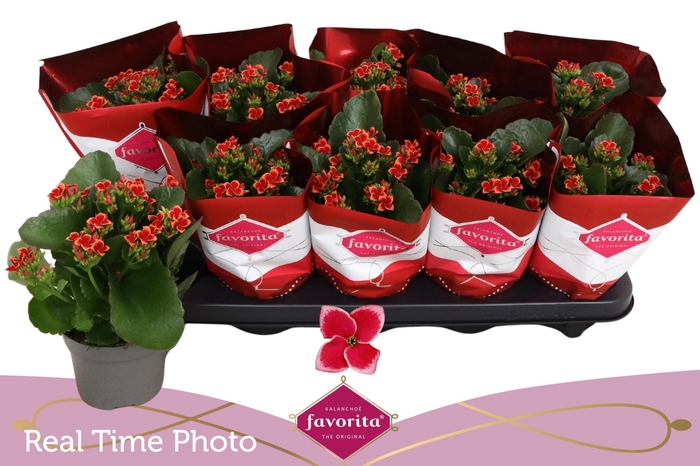 <h4>KAL EN SP FOGO</h4>