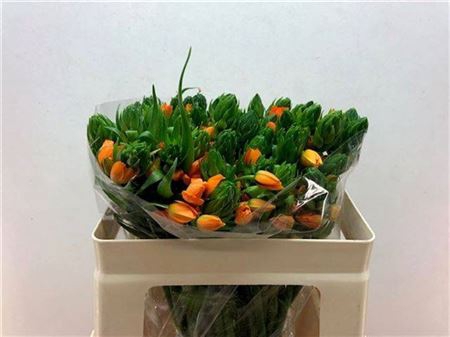 <h4>Ornit Db Orange Fire</h4>