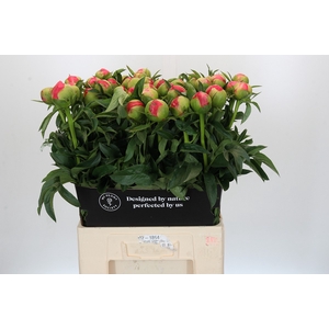 Paeonia Coral Sunset