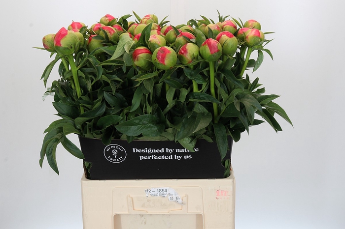 <h4>Paeonia Coral Sunset</h4>
