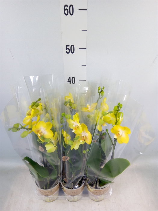 <h4>Phalaenopsis multi. 'Ant Arezzo'</h4>