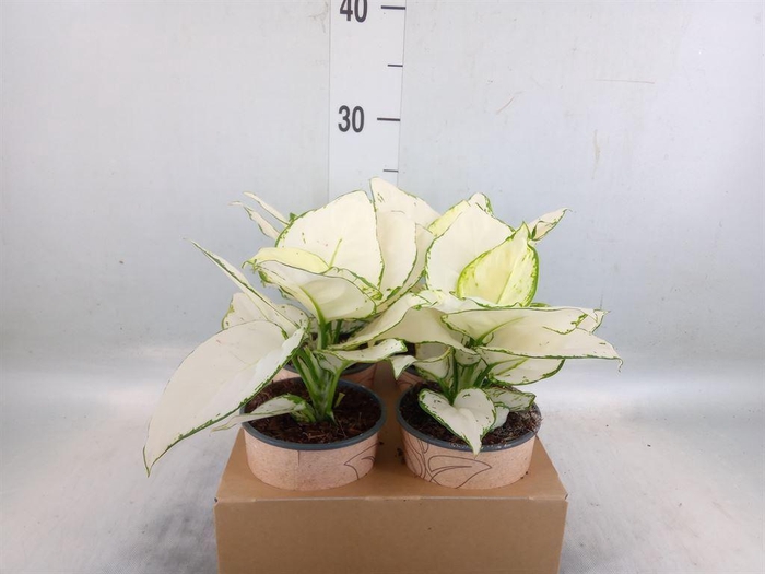 <h4>Aglaonema   ...</h4>