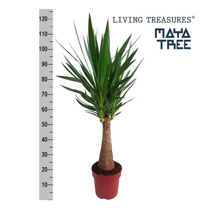 <h4>Yucca elephantipes 23Ø 120cm 2Head</h4>