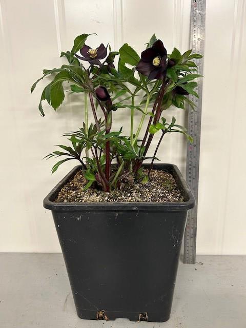 <h4>HELL ORIENTALIS</h4>