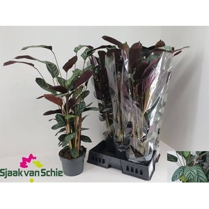 CTENANTHE GREEN FLAG