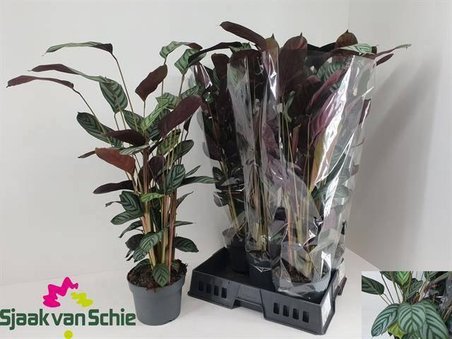 <h4>CTENANTHE GREEN FLAG</h4>