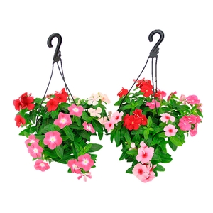 VINCA C21