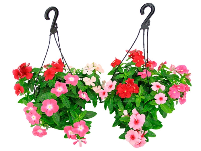 <h4>VINCA C21</h4>