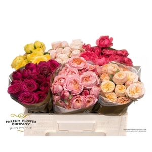 Rosa spray garden mix in bucket