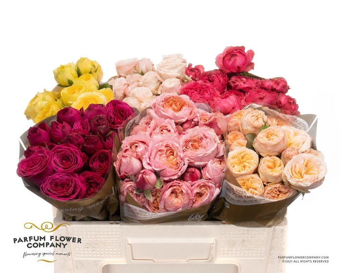 <h4>Rosa spray garden mix in bucket</h4>