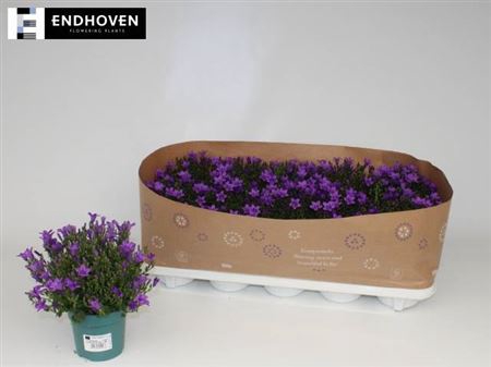 <h4>Campanula portenschlagiana</h4>