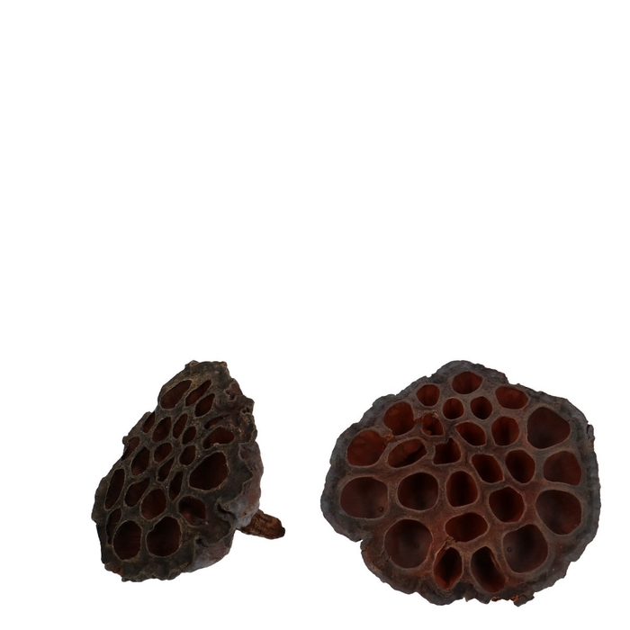 <h4>Dried fruit Lotus d08/10cm x50</h4>