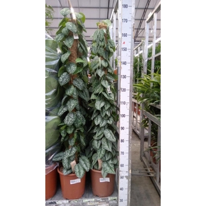 Scindapsus pictus 'Trebie'