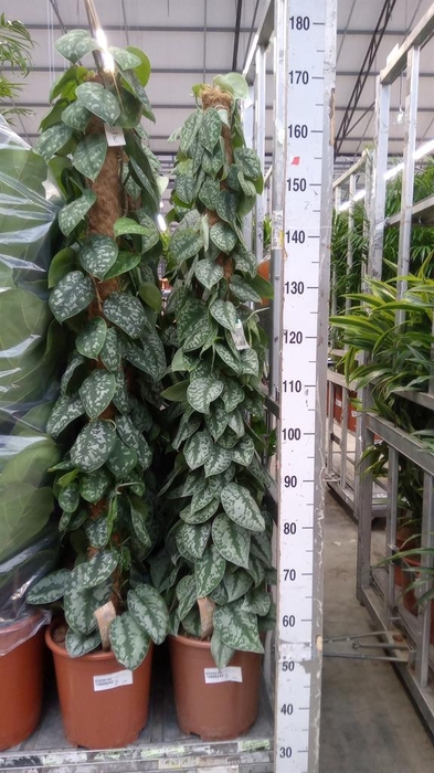 <h4>Scindapsus pictus 'Trebie'</h4>