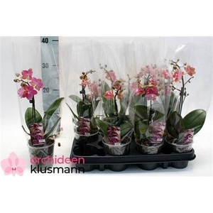 Phal Gem 1 Branche 6+