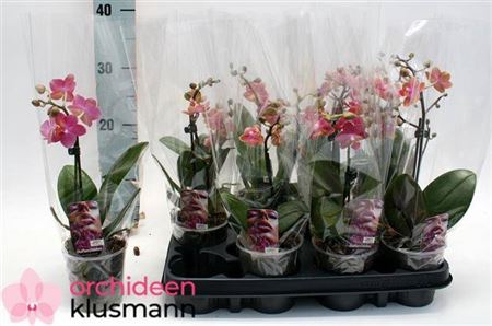 <h4>Phal Gem 1 Branche 6+</h4>