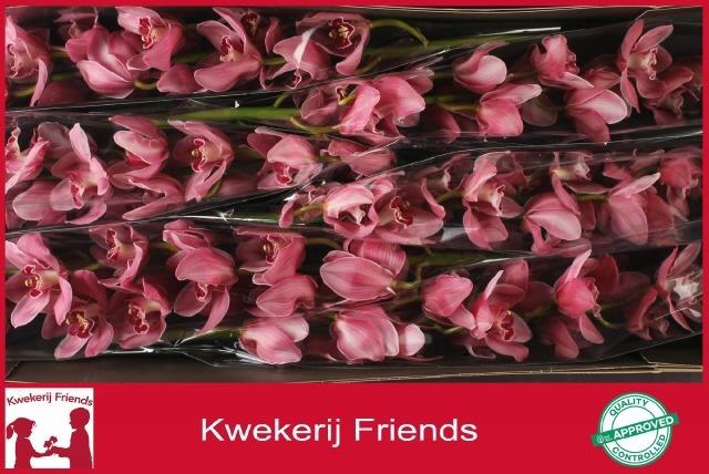 <h4>CYMB T MONICA</h4>