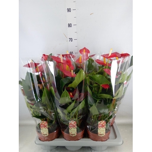 Anthurium andr. 'Tremendo'