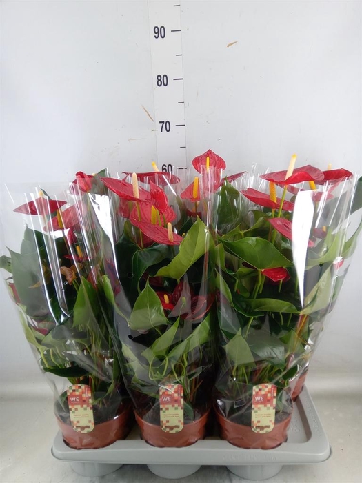<h4>Anthurium andr. 'Tremendo'</h4>
