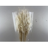 Dried Phalaris Bleached Bunch