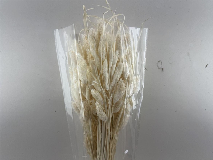 Dried Phalaris Bleached Bunch