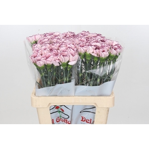 Dianthus St Mudah