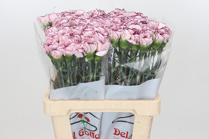 Dianthus St Mudah
