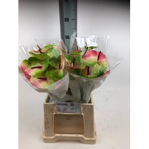 Anthurium Zafira