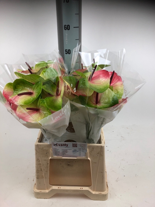 <h4>Anthurium Zafira</h4>