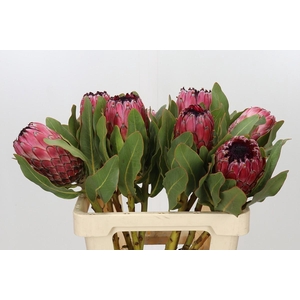 Protea Barbigera Early Mountain Queen