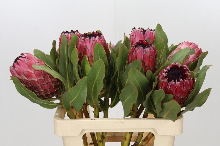 <h4>Protea Barbigera Early Mountain Queen</h4>