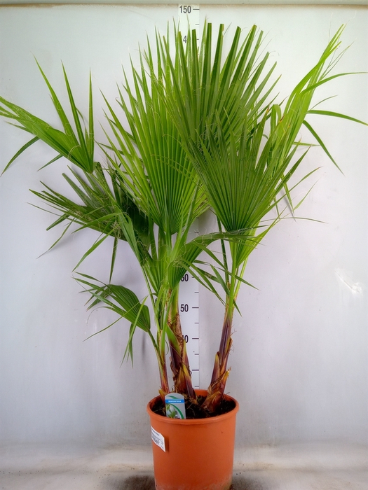 <h4>Washingtonia filifera</h4>