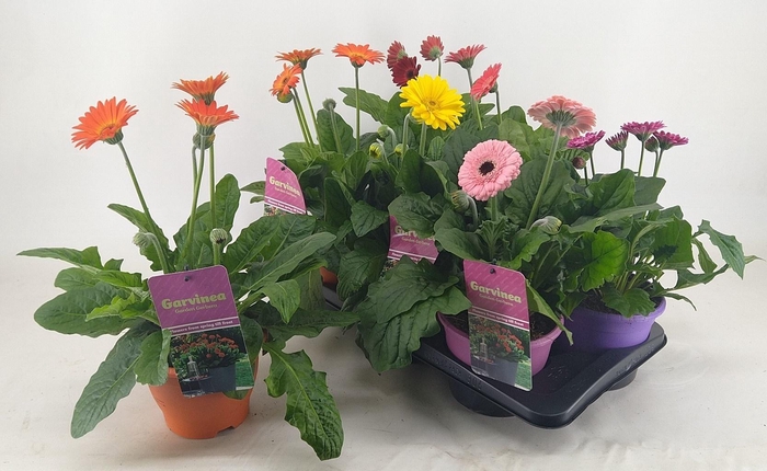 <h4>GERB GARVIN GEM</h4>