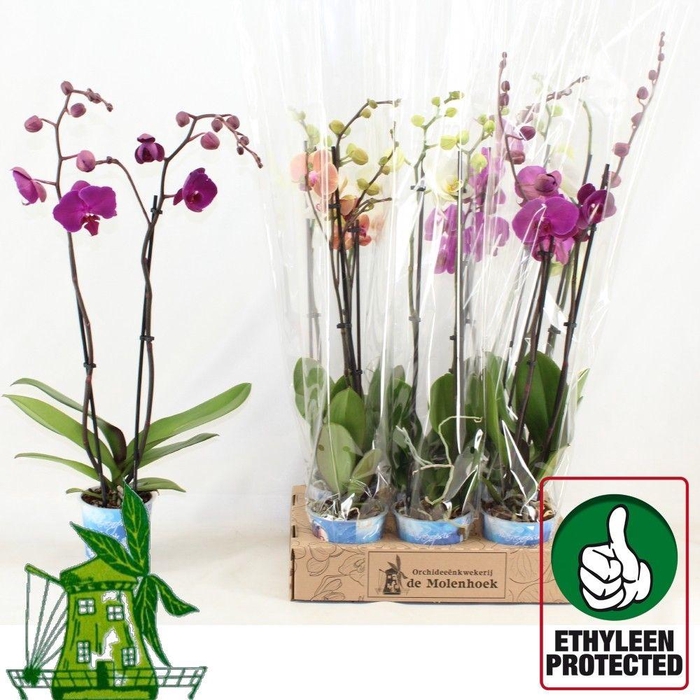 <h4>PHAL GEM 4 KL</h4>